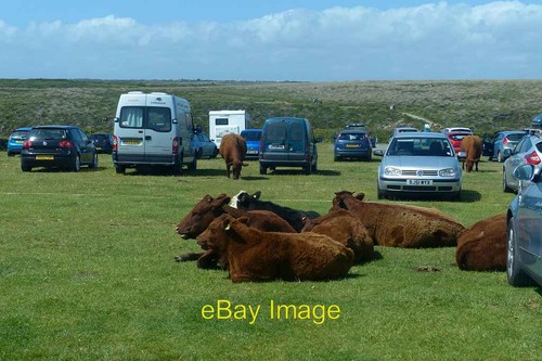 Photo 6x4 cattle the - cattle,