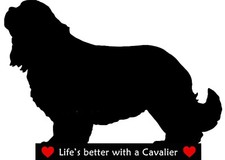Cavalier KC Gift. Flexible Dry